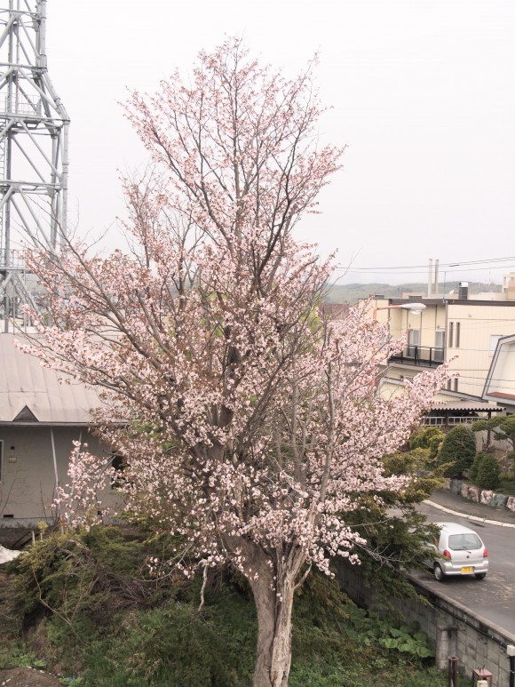 名寄　桜